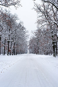 冬季下雪房子摄影照片_通往冬季森林房子的路。