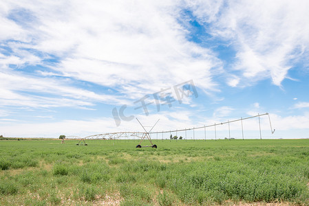 中枢摄影照片_苜蓿田中的中心枢轴灌溉系统