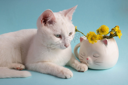 继母摄影照片_蓝色背景的白色猫形杯子里有一只白色的猫和母亲和继母的花朵。