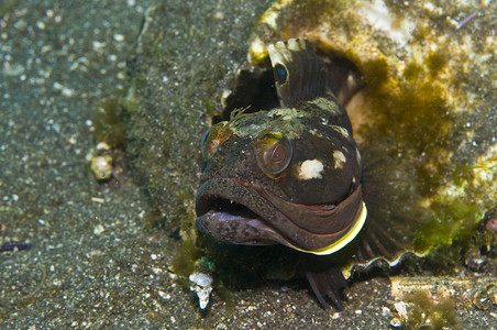 海峡群岛附近的尖嘴鳅 (Neoclinus blanchardi)，