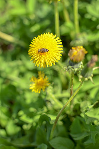 春天黄色蒲公英上的蜜蜂