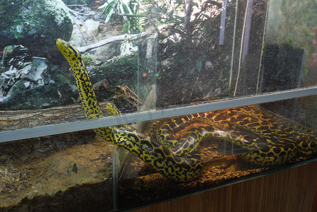 黄黑色背景摄影照片_水族馆里的一对黄黑色大蟒蛇，直接来自丛林