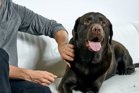 家里沙发上的男人和他的狗一起休息友谊训练