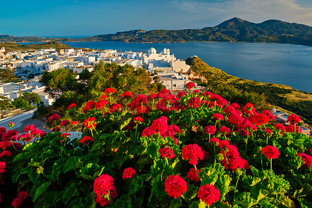 希腊米洛斯岛希腊村庄普拉卡的红天竺葵花