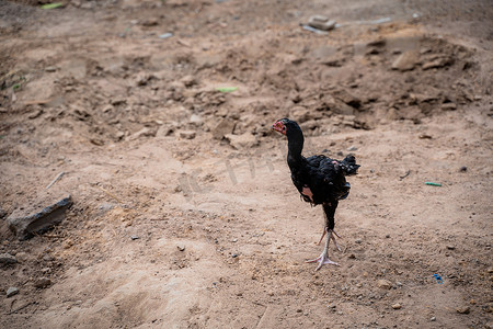 一只乡村鸡早上在地上行走寻找食物。