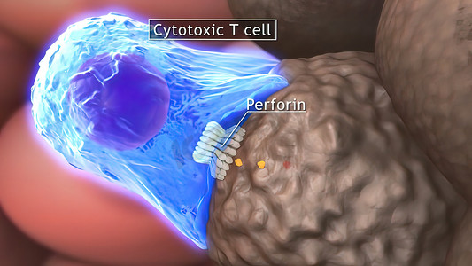 人体360摄影照片_胞嘧啶 T 细胞清除肿瘤细胞