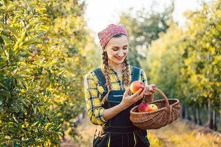 果农妇女在她的篮子里收获苹果