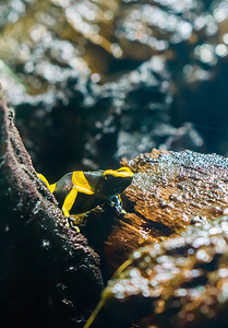 宏观特写中的黑黄色条纹毒箭蜂蛙是来自美国的非常危险的两栖动物