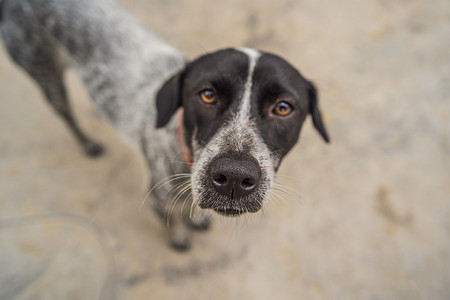 俏皮的狗脸，黑白棕色，鼻子靠近镜头，专注于脸部，特写，黑白瓷砖地板背景