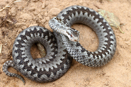 灰毒蛇或加法毒蛇在棕色春土上以针织方式卷成攻击或防御姿势
