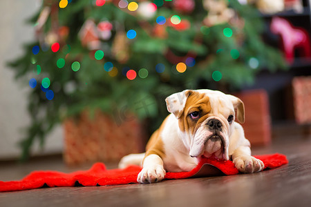 可爱的小狗英国斗牛犬，鹿头在靠近圣诞树的红地毯上弯曲，上面有圣诞玩具。