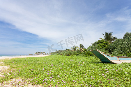 巨大的花摄影照片_斯里兰卡 — 阿洪加拉 — 海滩上巨大的花草甸
