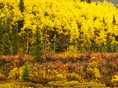加拿大育空地区金黄色秋季北方森林