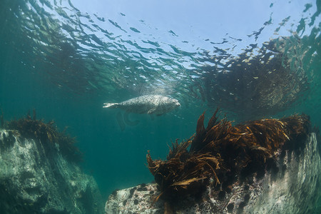 Phoca lagha（大海豹、斑点海豹）水下图片