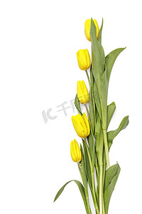 邀请函模板摄影照片_白色背景上黄色郁金香的布局