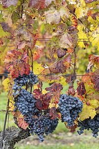 捷克共和国南摩拉维亚秋季葡萄园中的蓝葡萄赤霞珠摩拉维亚