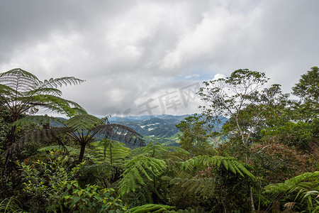 马来西亚金马仑高原的树蕨和热带雨林