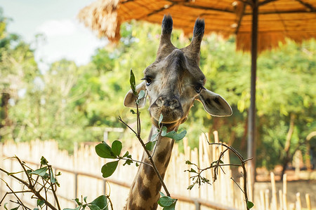 长颈鹿在天然动物园里吃树上的叶子植物