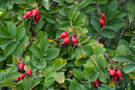 玫瑰花背景摄影照片_玫瑰果的红色浆果。