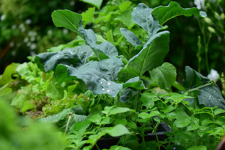 雨中混合的绿色种植蔬菜