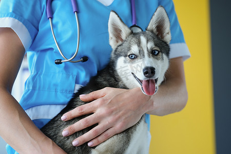 兽医抱着一只哈士奇小狗，狗是特写