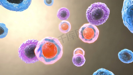 T摄影照片_B 细胞和 T 细胞受体的抗原识别
