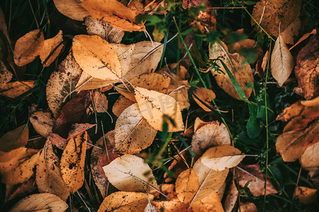 落在地上的黄秋果叶落在草地上特写背景细节 — 金秋多彩季节变化概念自然场景