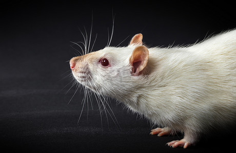 实验室白鼠摄影照片_动物白鼠