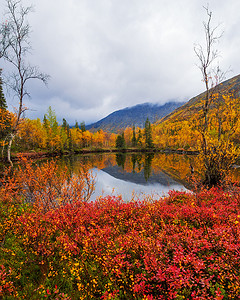 在多云天气的背景山峰上的秋天五颜六色的苔原。
