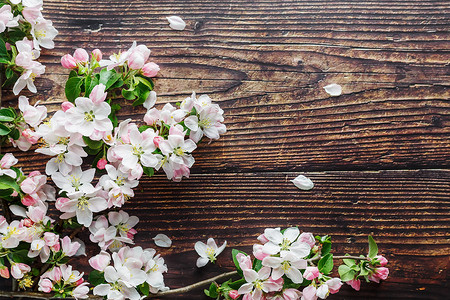 樱花盛开在深色质朴的木制背景上。