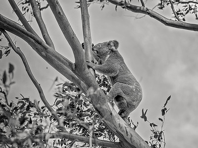 一只雌性澳大利亚考拉和乔伊一起爬树枝