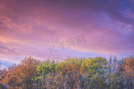 紫罗兰色日出中秋色的树木