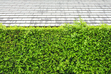 花与栅栏摄影照片_自然墙壁绿色植物与现代屋顶
