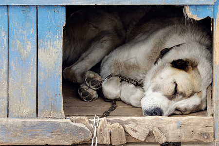 卷曲的亚洲狗在他的狗屋里睡得很香。
