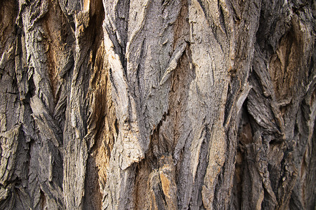杨树舟蛾摄影照片_老橡树树皮的纹理背景特写镜头。