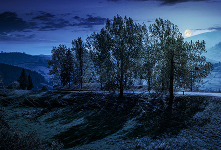 夜晚农村摄影照片_夜晚山坡路边的白杨树