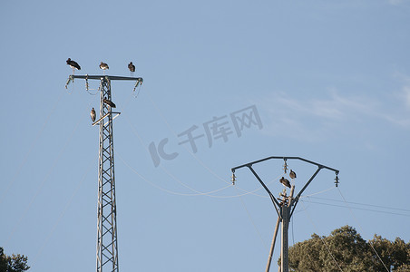 黑鹳（Ciconia nigra），一群在电线上休息