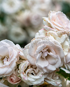 夏末美丽枯萎的白玫瑰