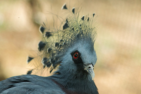 动物园笼子里的维多利亚冠鸽，维多利亚古拉。
