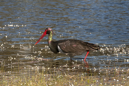 黑鹳（Ciconia nigra），在水中寻找食物