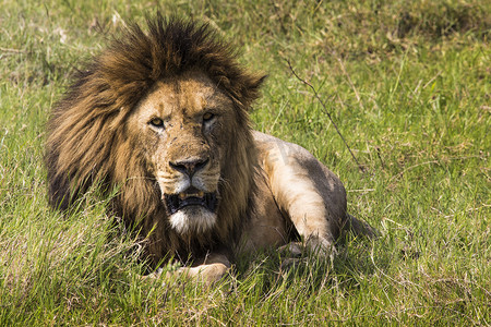 肯尼亚马赛马拉的狮子肖像