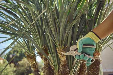 后院摄影照片_戴着彩色手套的不知名工人的手正在阳光明媚的后院用修枝剪剪绿丝兰或小棕榈树。