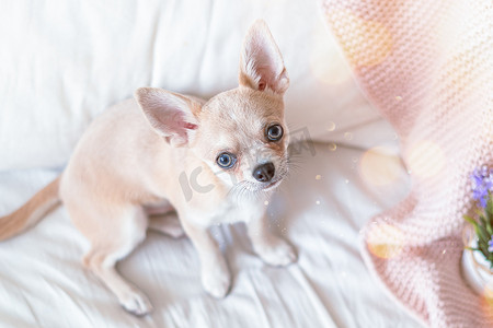 滑稽的小吉娃娃狗裹着毯子看着相机。