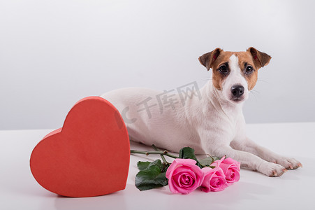 玫瑰花粥摄影照片_杰克罗素梗坐在一个心形盒子和一束粉红玫瑰旁边。