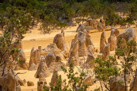 西澳大利亚尖峰石阵沙漠小树之间直立的岩石和石头