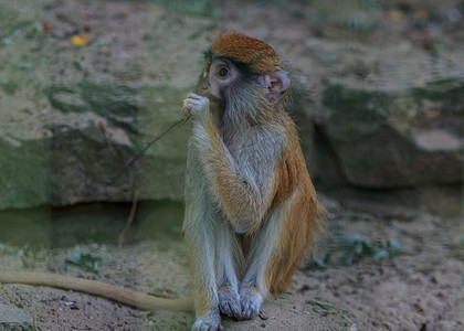 坐在笼子里的棕色猴子悲伤的灵长类动物