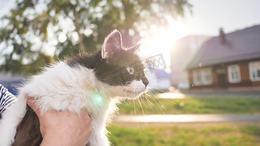 傍晚在街上主人手里拿着一只黑白相间的猫。