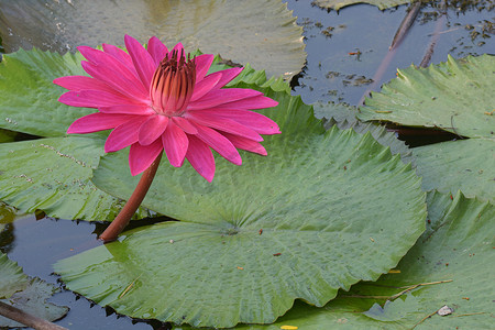 池塘里美丽的粉色热带睡莲或莲花