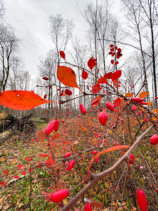秋季公园、黄叶和黑树枝背景下树枝上红罗文浆果的特写