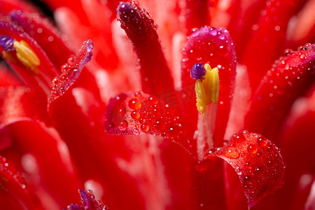 玫瑰花水滴摄影照片_宏观背景，粉红色花朵上的水滴